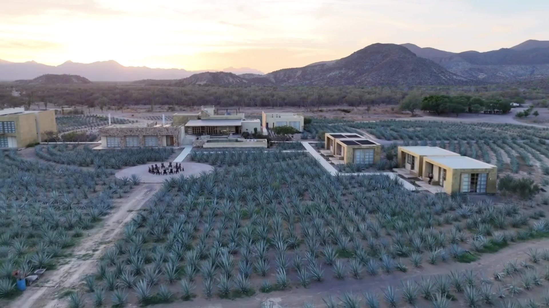 Vista aérea del plantío de agave de San Bruno hacia el rancho, con el sol bajo sobre la sierra