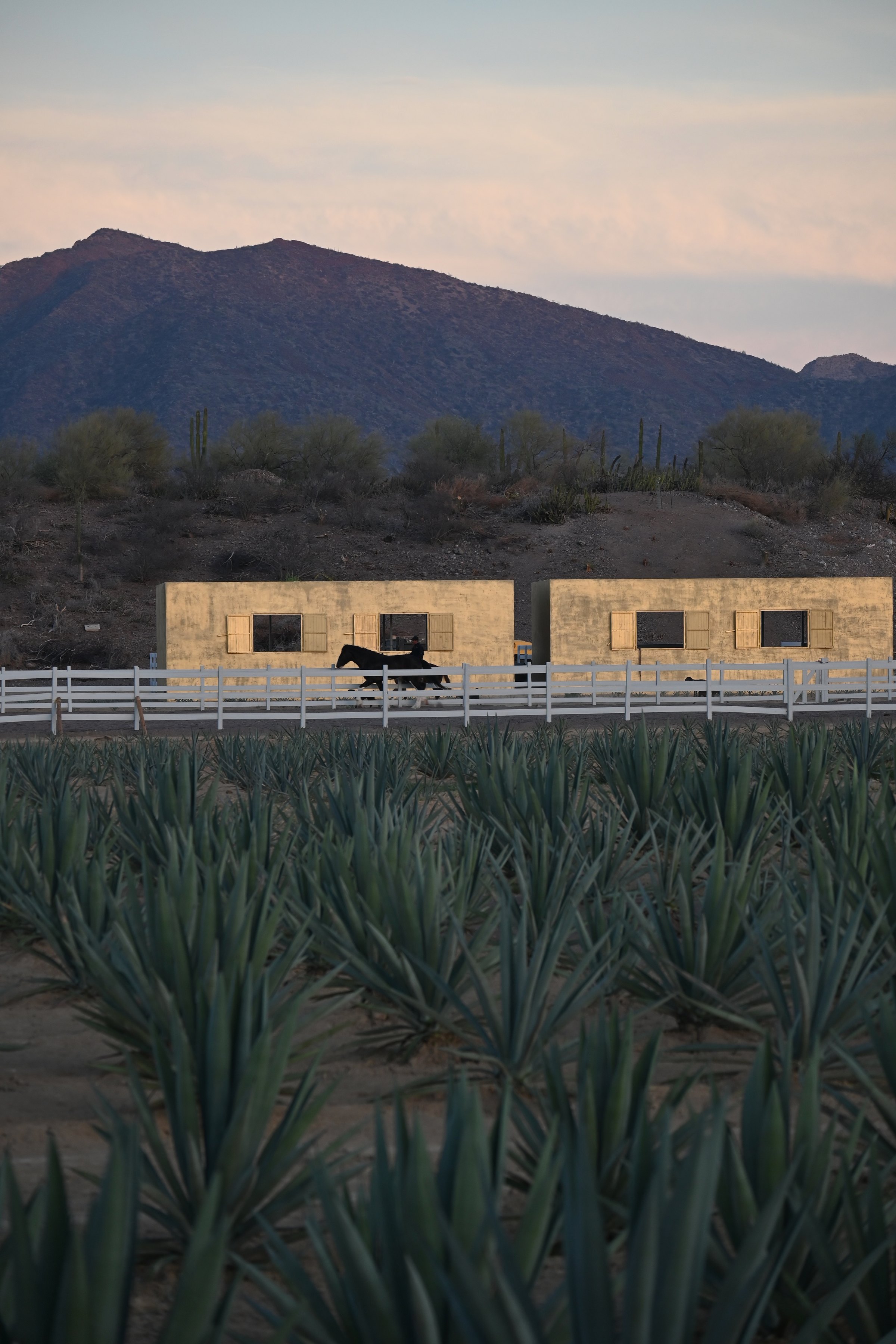 La zona ecuestre frente al plantío de agave